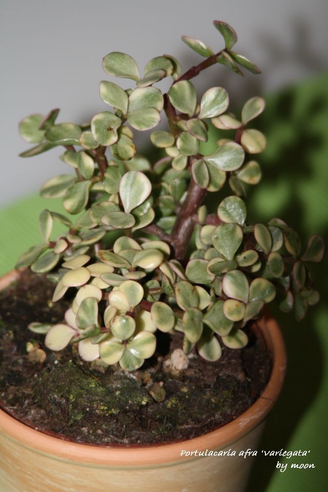 Portulacaria afra variegata